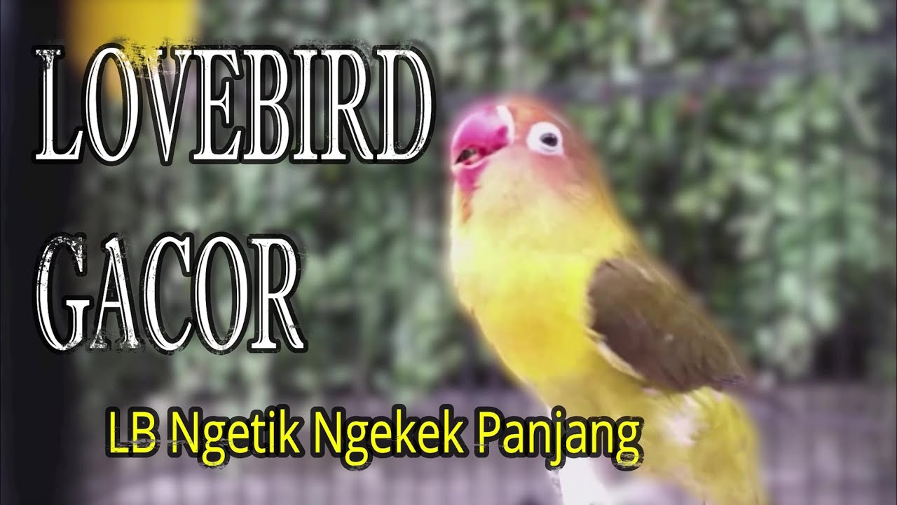 Masteran Suara Burung Lovebird Ngetik Ngekek Panjang Cepat Respon, Ampuh