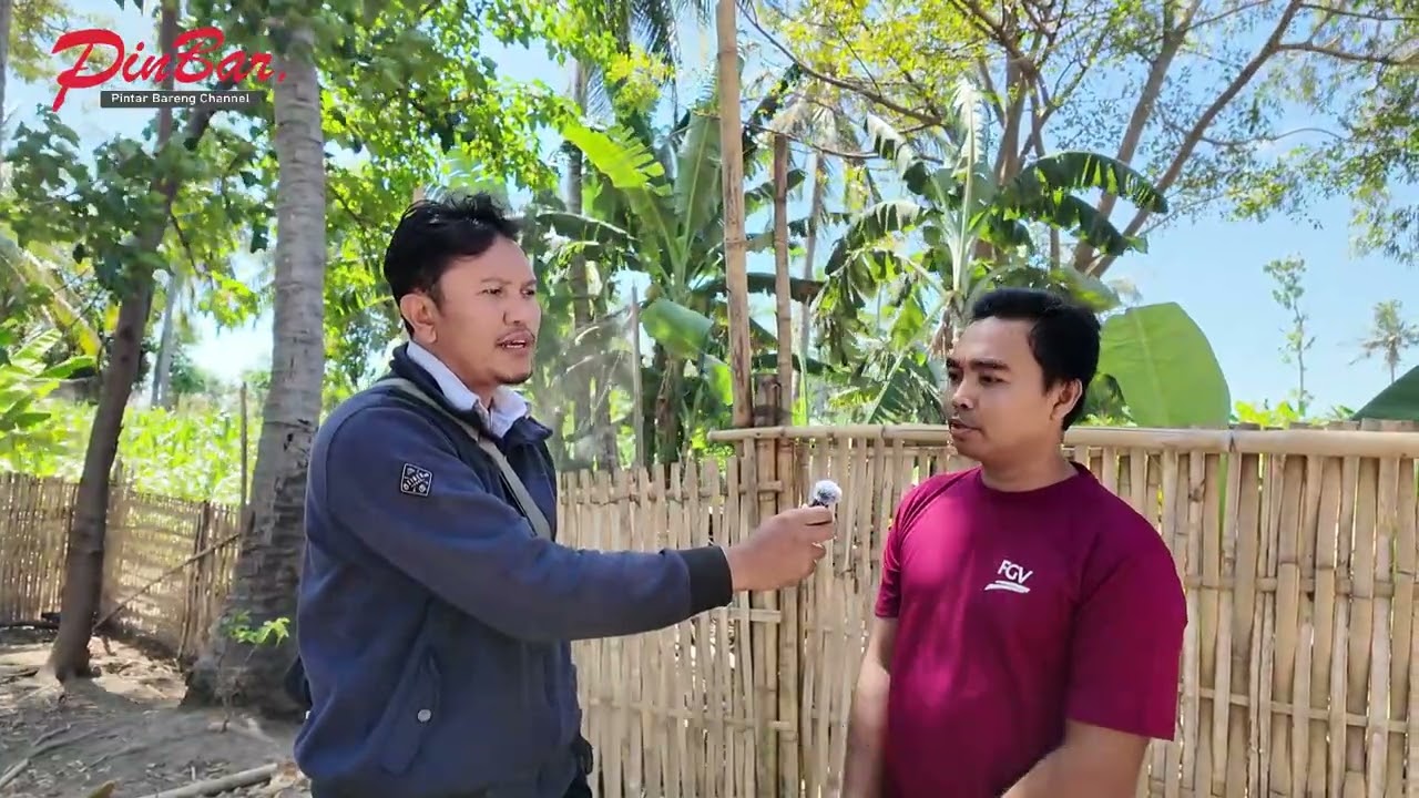 Peternakan Ayam Kampung Sistem Umbaran dari 50 Betina Target 3000 Ayam Setahun.