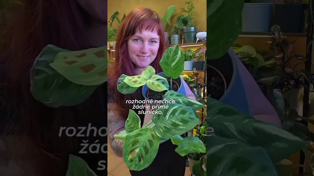 pokojovky pro vlhk&yacute; prostor...Najdete v&scaron;e  na eshopu www.kytkyshop.cz