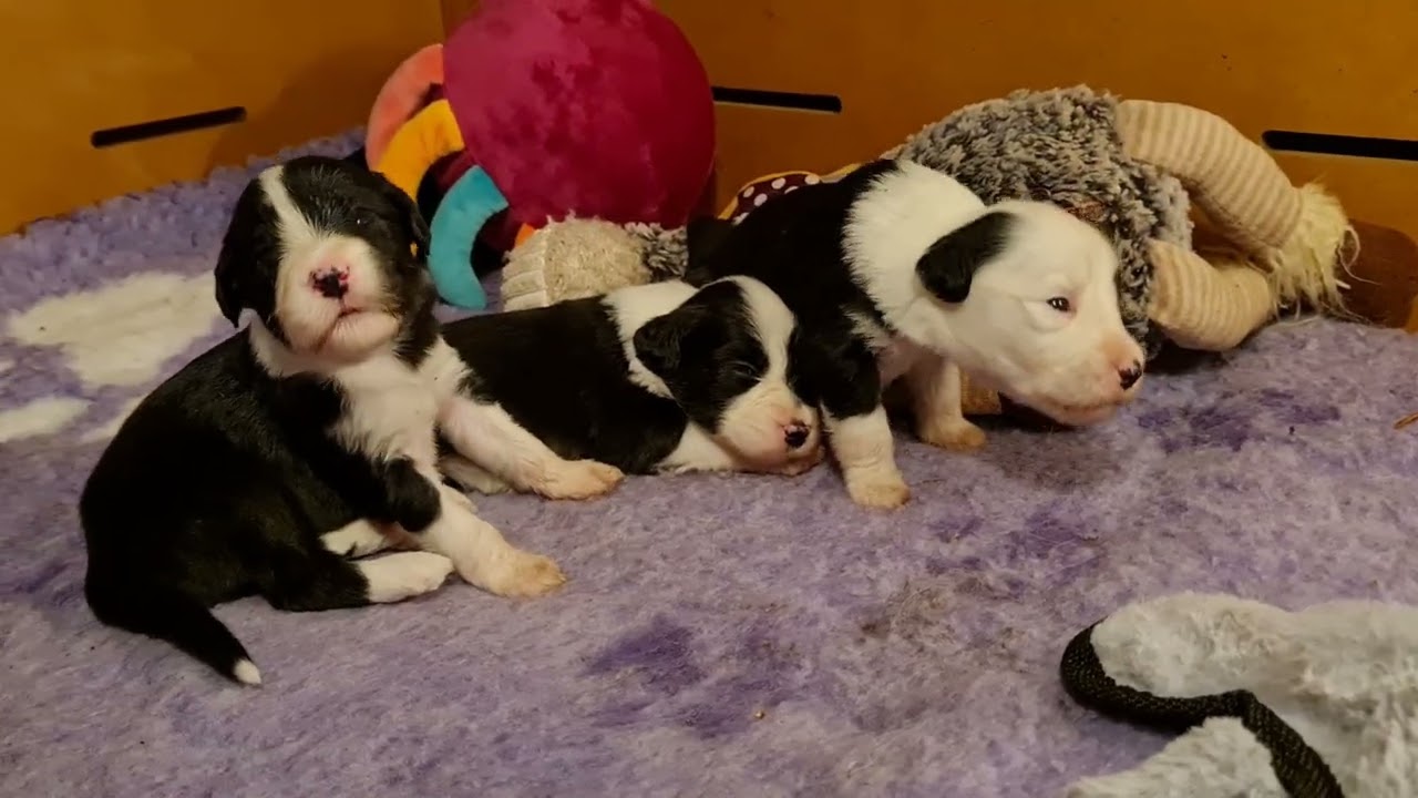 Bearded Collie puppies - 2 to 3 weeks old