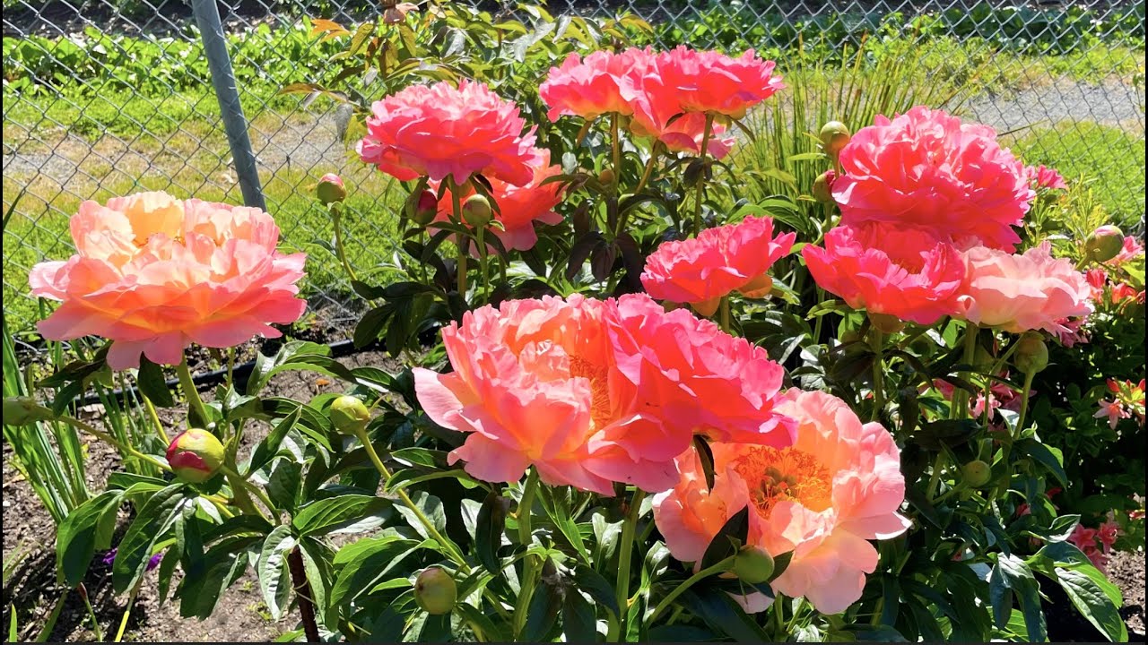 [4K] Nature Relax #26- Beautiful Peony Collection! Merry Christmas!