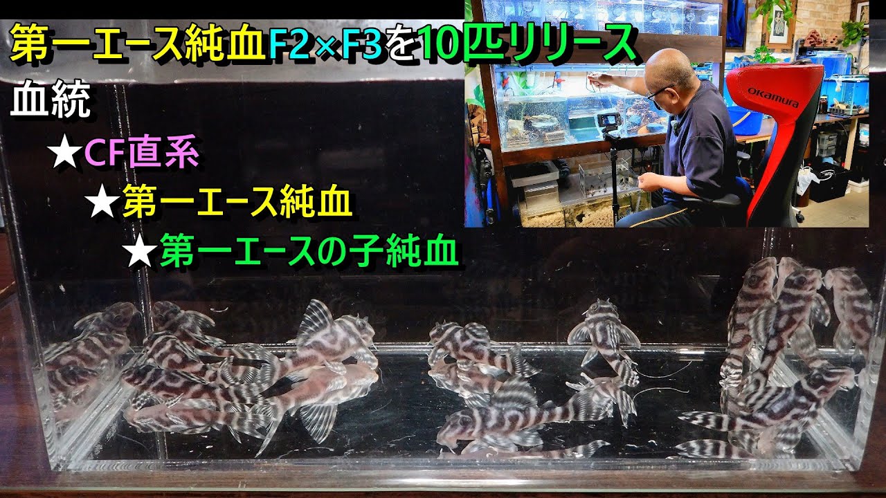 第一エース純血F2×F3を10匹リリースします。CF直系、第一エース純血（直系）、第一エースの子（直系）
