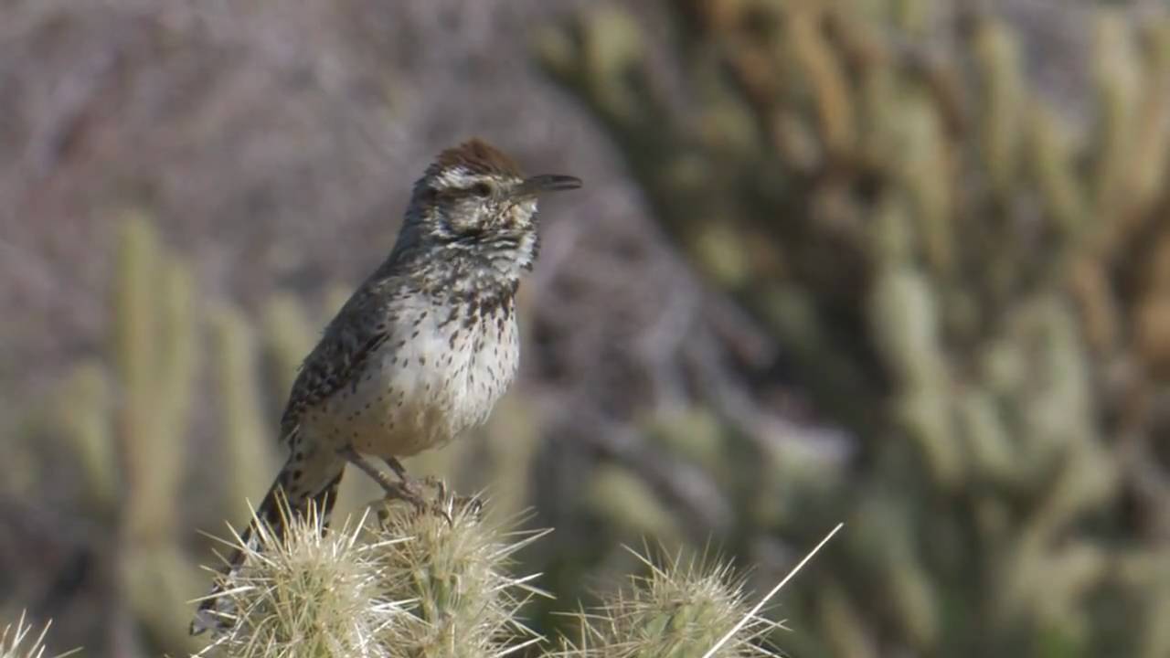 Cactus Wren