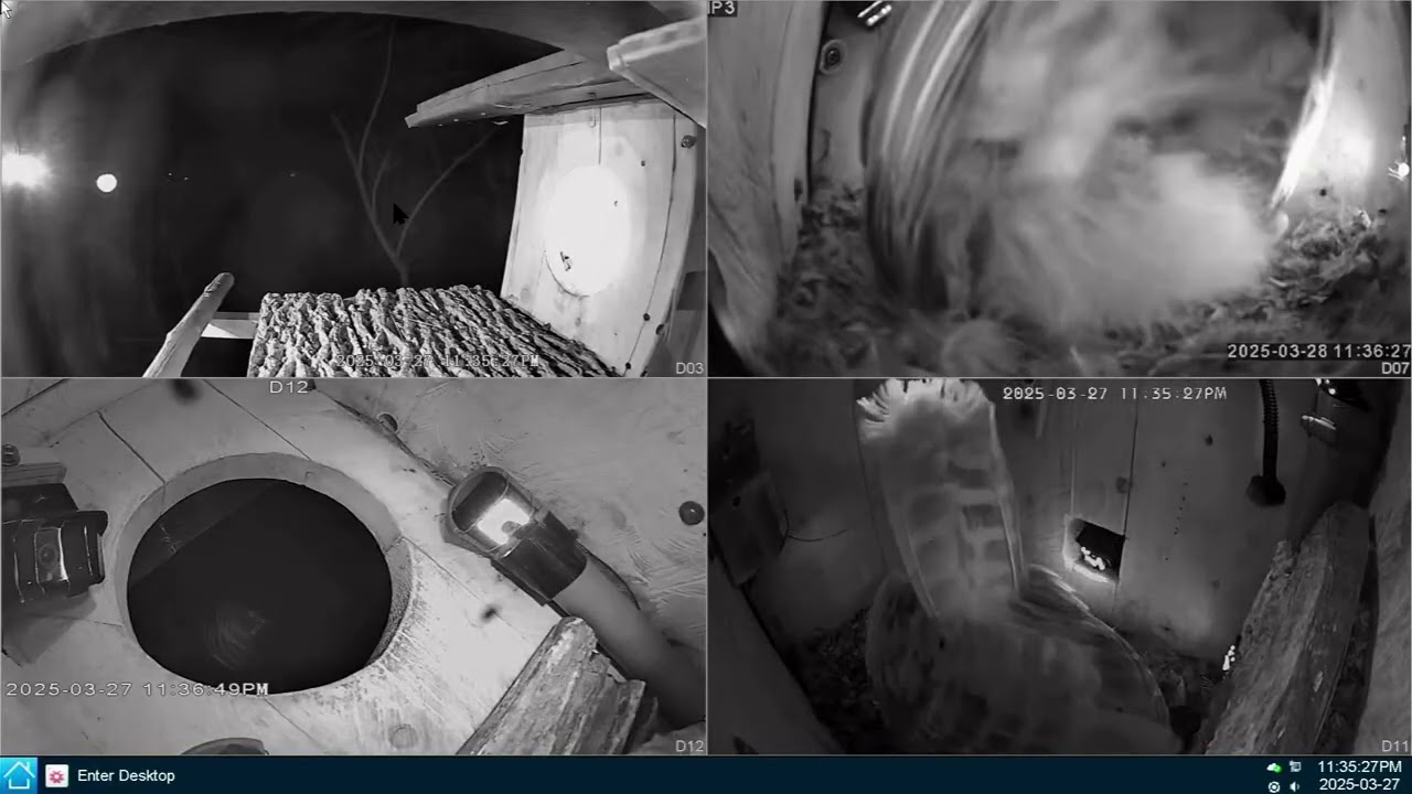 Hear Owlets Chittering From Inside the Egg Shell, Leesville Owls   2025 03 28