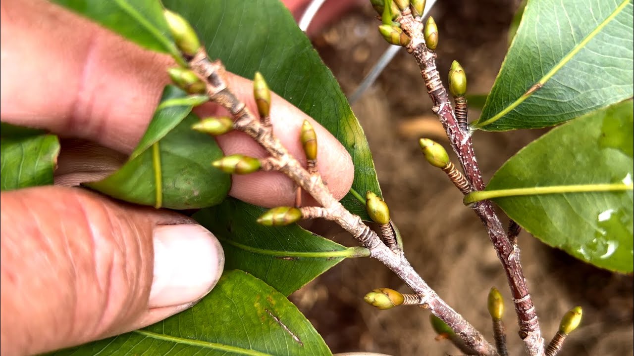 Chọn nụ như thế nào để lặt lá chơi tết cho mai bung nở đúng dịp từng loại nụ