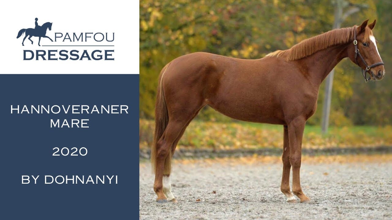DRESSAGE HORSE FOR SALE | Mare (2020)