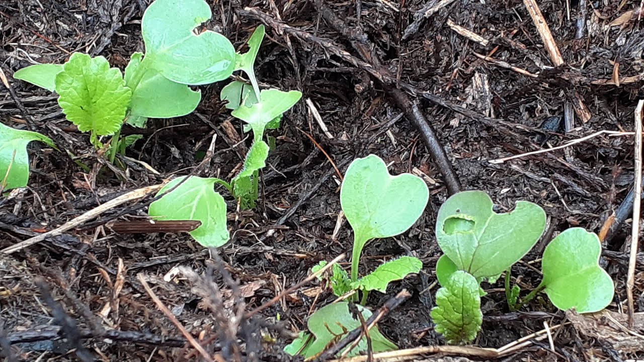 Semis de radis noir dans le thuya compost&eacute; (septembre 2022 au potager)