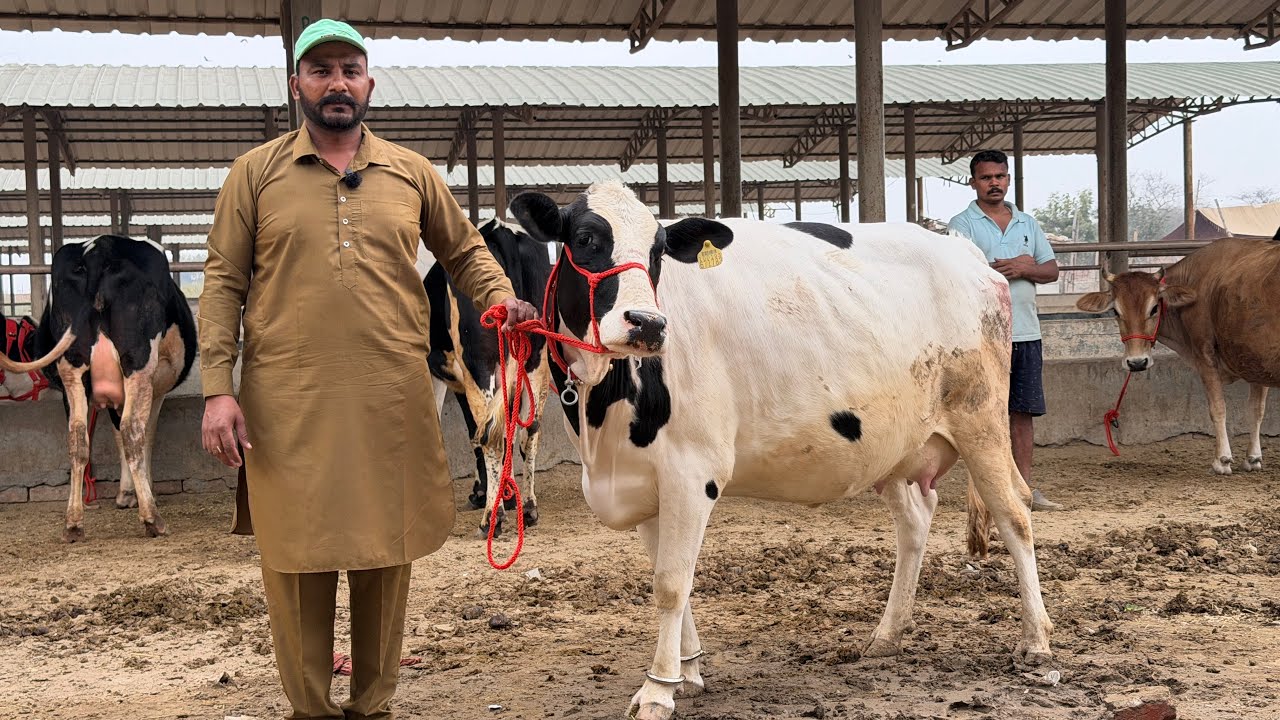 पंजाब की सबसे सस्ती गए ।। मात्र 55,000 में मिलेगी ॥ a Lucky Dairy Farm
