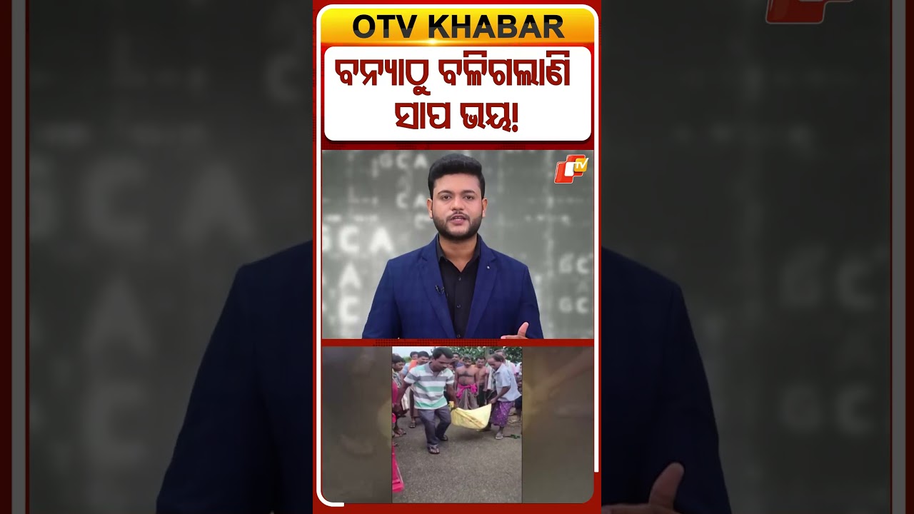 ବନ୍ୟାଠୁ ବଳିଗଲା ସାପ ଭୟ #Flood #Snake #Jajpur #RescueSnake #OTVShorts