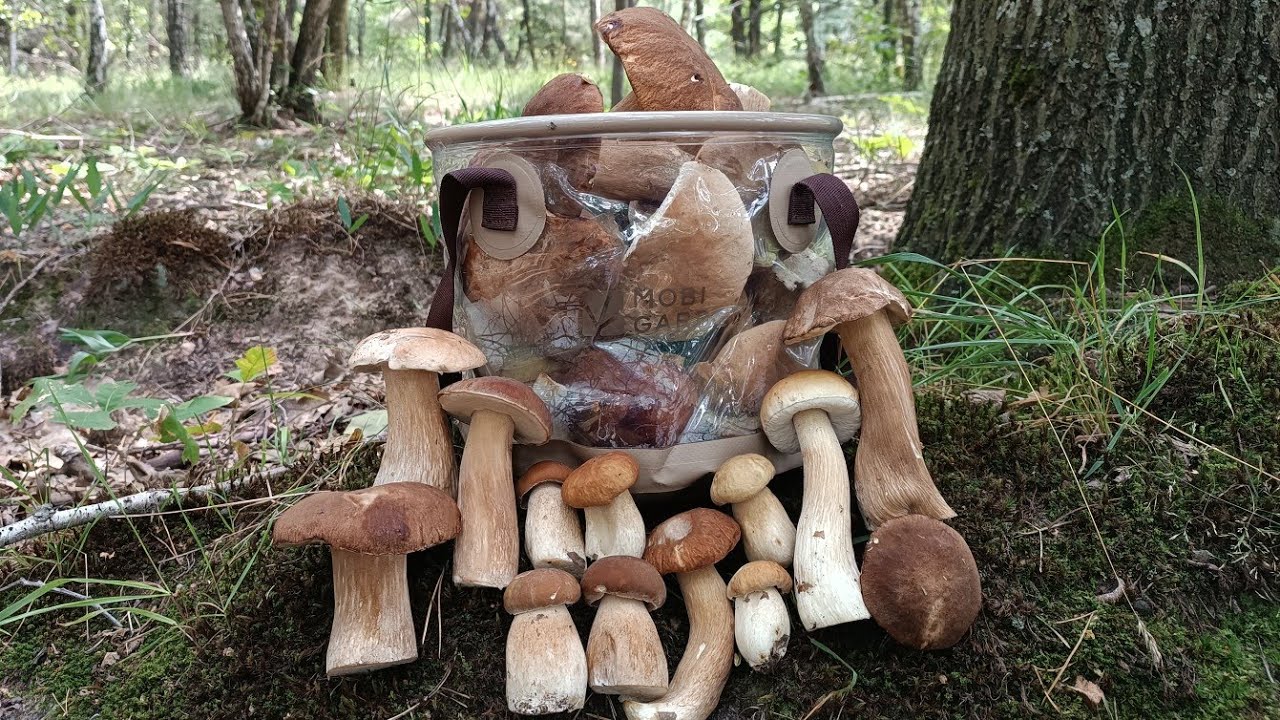 Fantastic White Mushrooms in a fairy forest 🍄‍🟫🌲