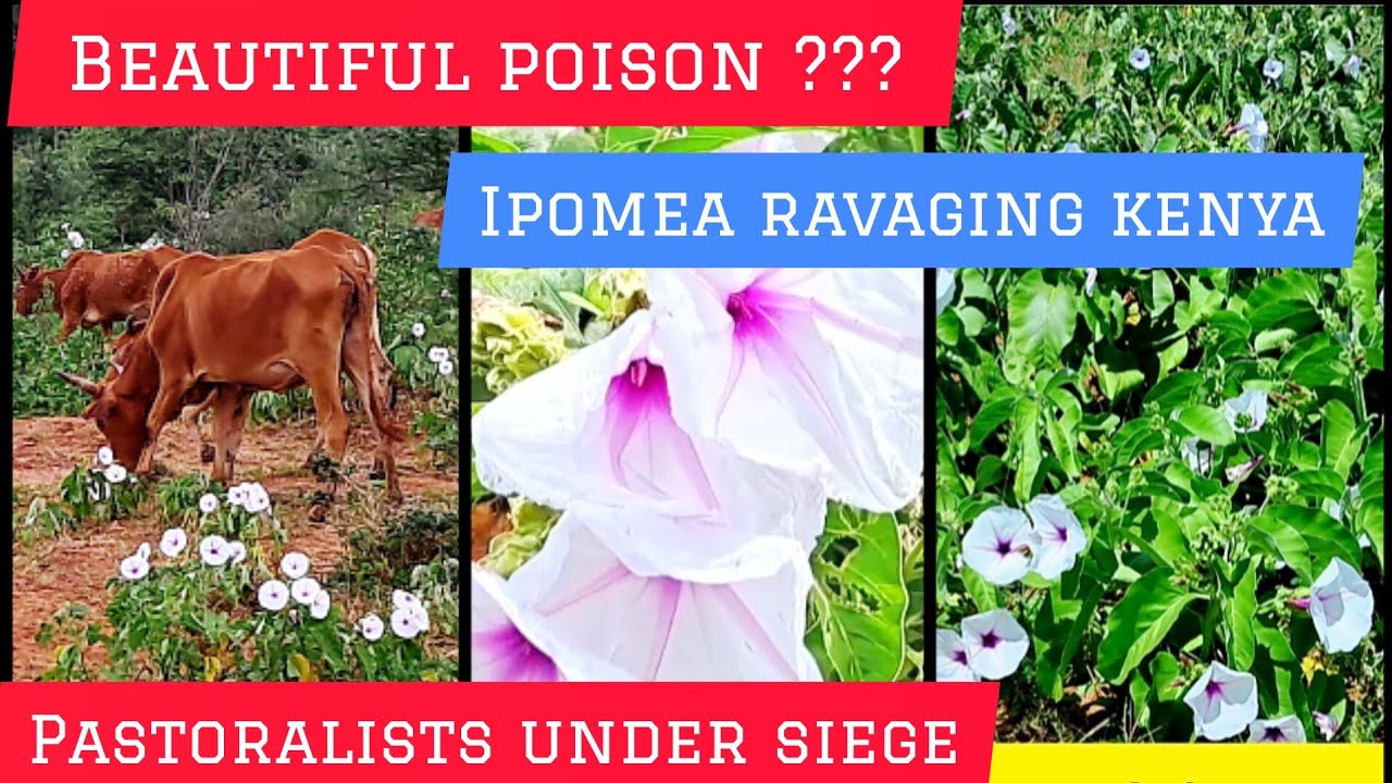 The nuisance IPOMEA pasture invassive species in Kajiado County, Kenya! #farming