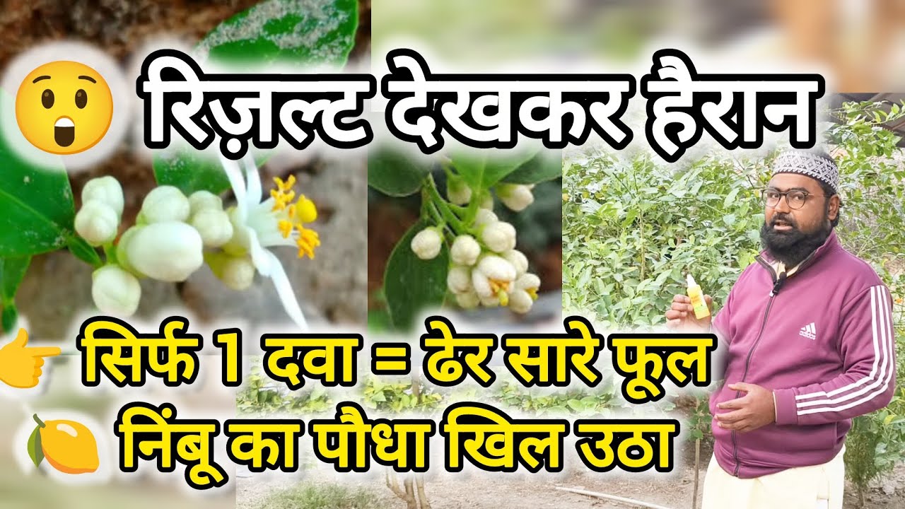 सिर्फ 1 दवा डालते ही निंबू में ढेर सारे फूल 🌼🍋 | Lemon Plant Flowering Booster 