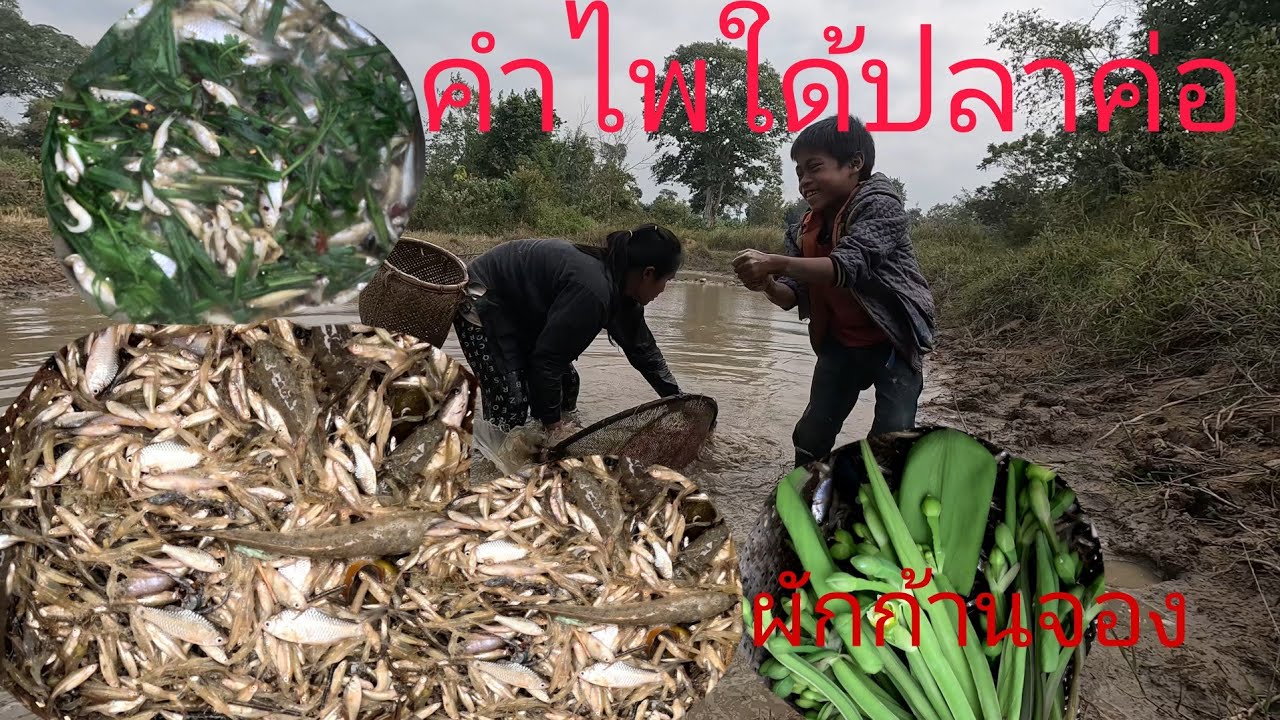 ลูกสายลุยไปกับสายหมาน สุดยอดเลย//ລູກສາຍລຸຍໄປກັບສາຍໝານ