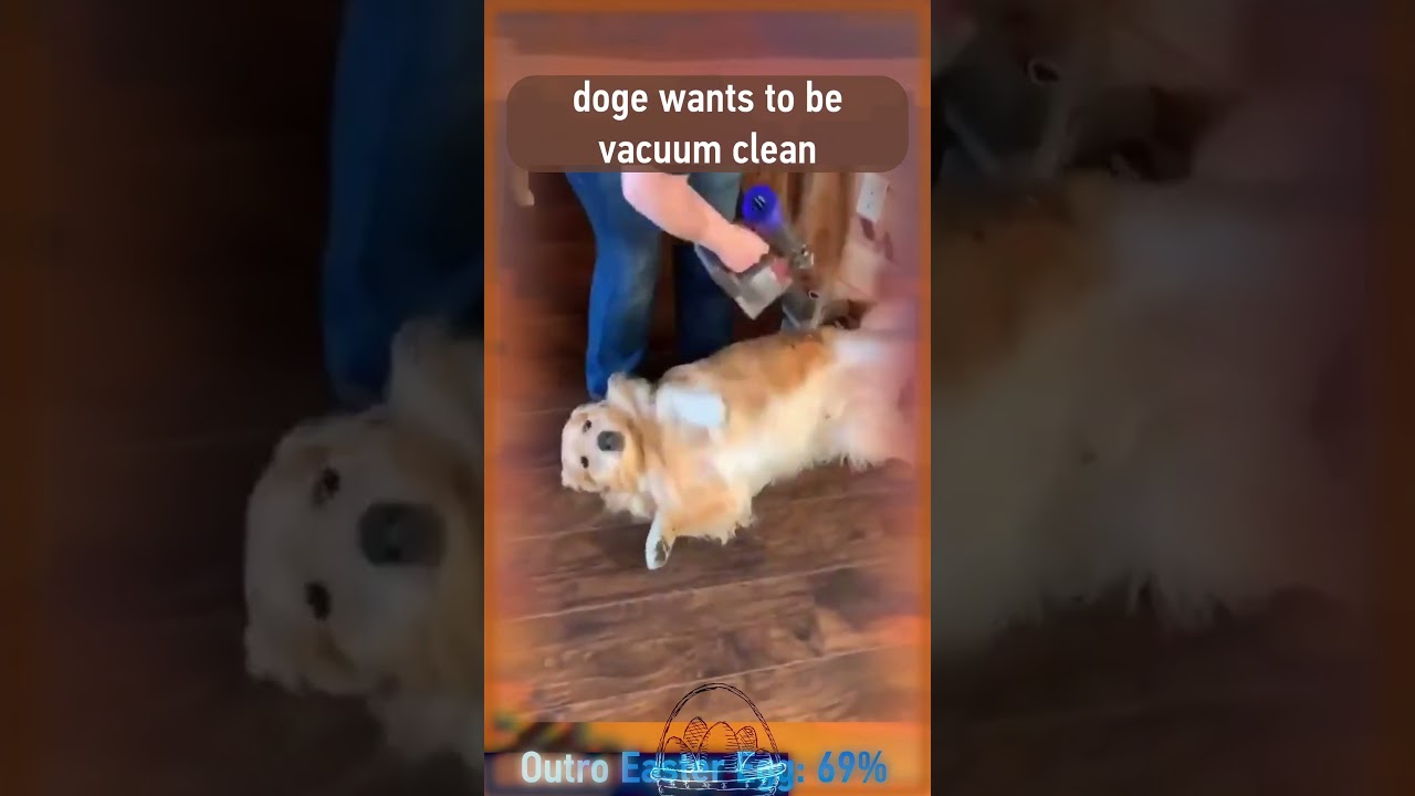 doge wants to be vacuum clean 