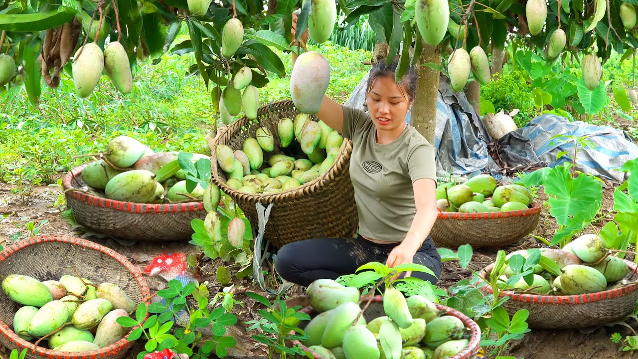 Single mom harvests sweet mangoes with children to sell, farm animals care | CTD Free Bushcraft