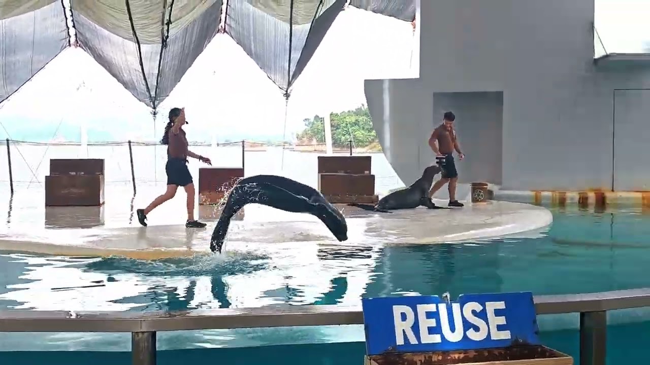 Sea lion  Show in Subic 