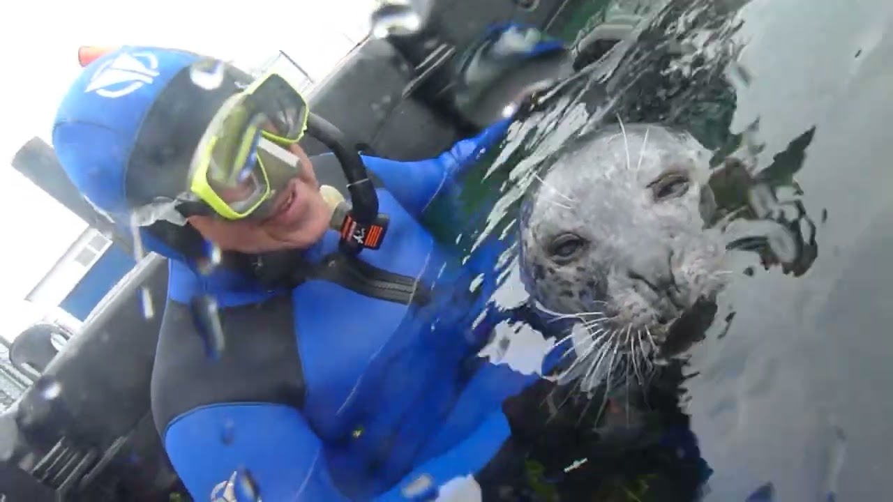 Mit Robben schwimmen im Marine Science Center Hohe Düne Warnemünde 02.10.2023