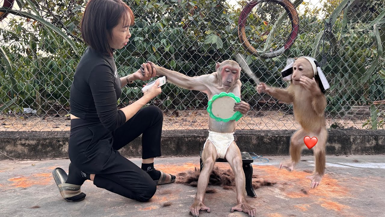 Mom and Baby Monkey Give Abu a Brand New Look on a Relaxing Day