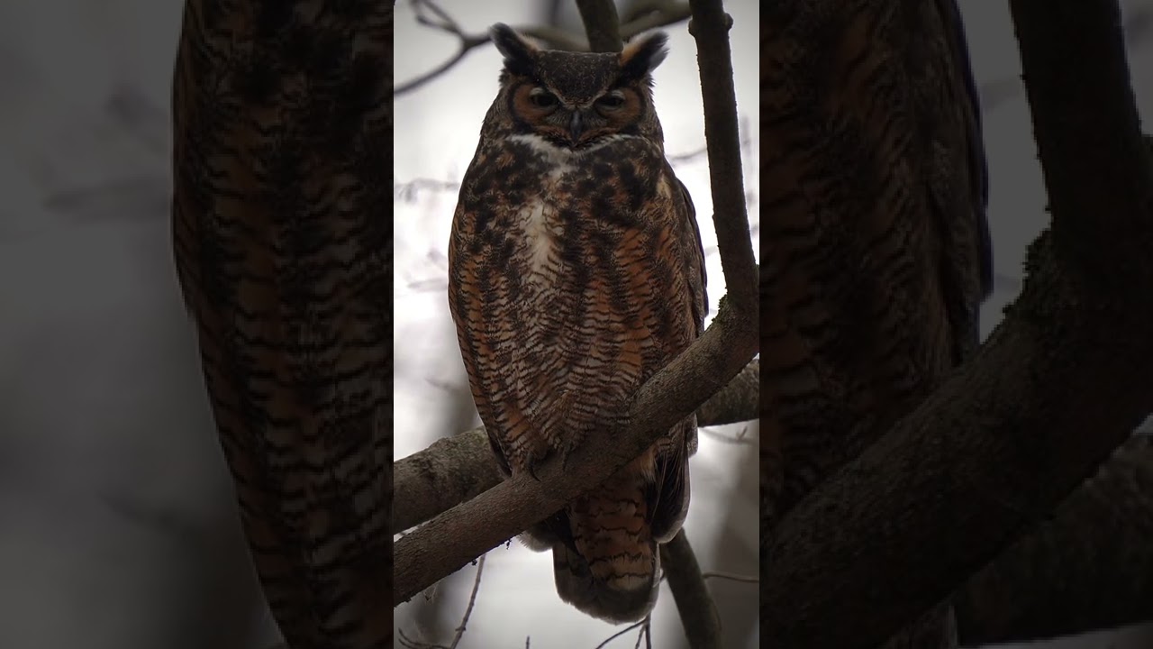 Great Horned Owl 