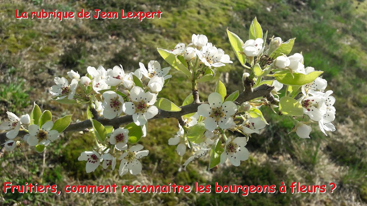 Fruitiers, comment reconnaitre les bourgeons &agrave; fleurs? - Monjardindansleslandes