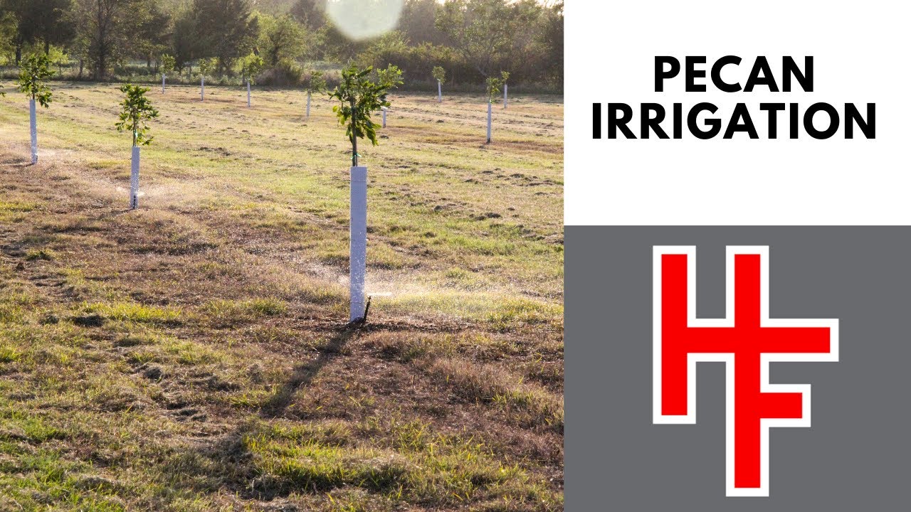 Pecan Irrigation