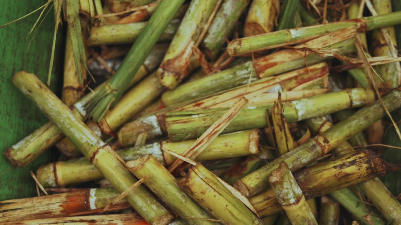 From Paddock to Bottle - making Cultivated Australian Rum by Husk Distillers