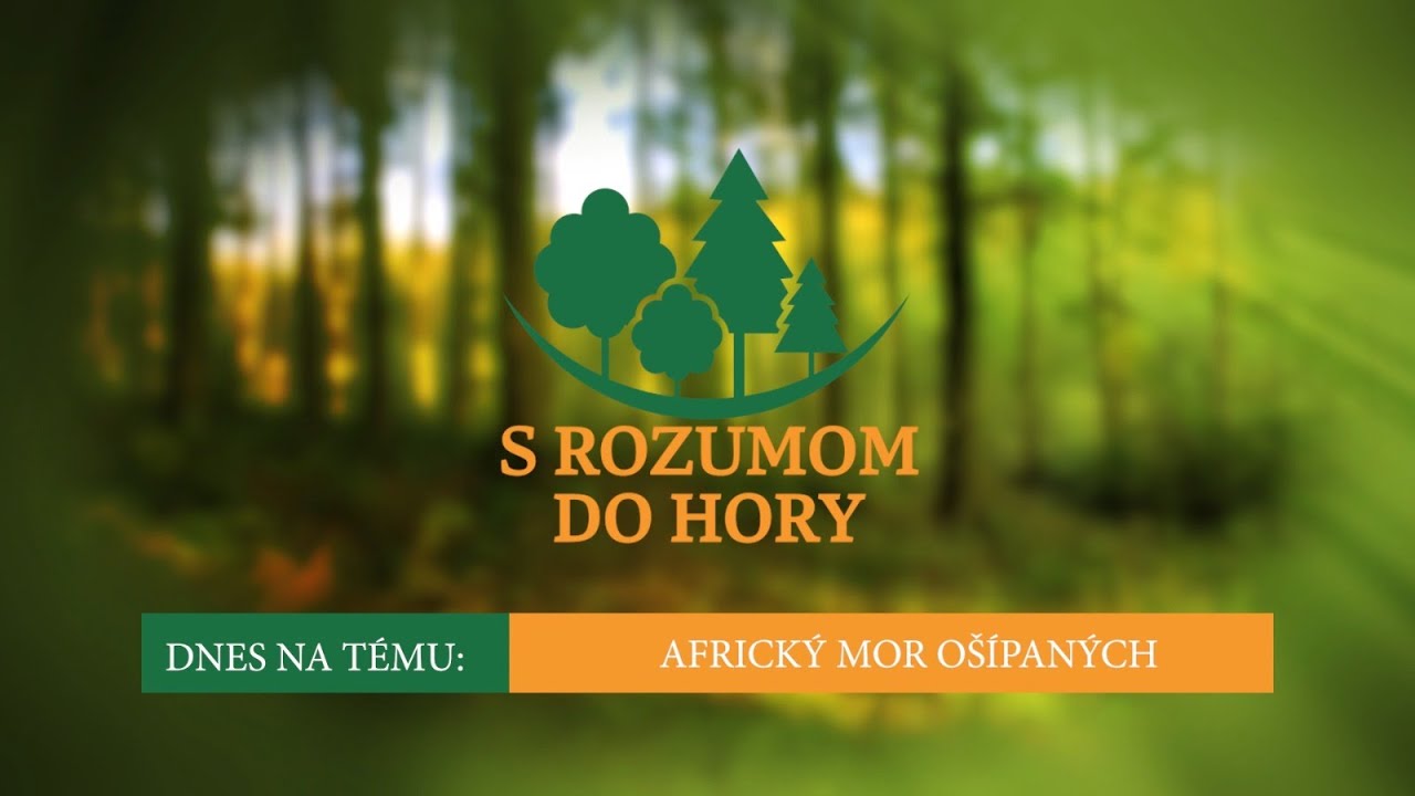 S rozumom do hory: Africký mor ošípaných