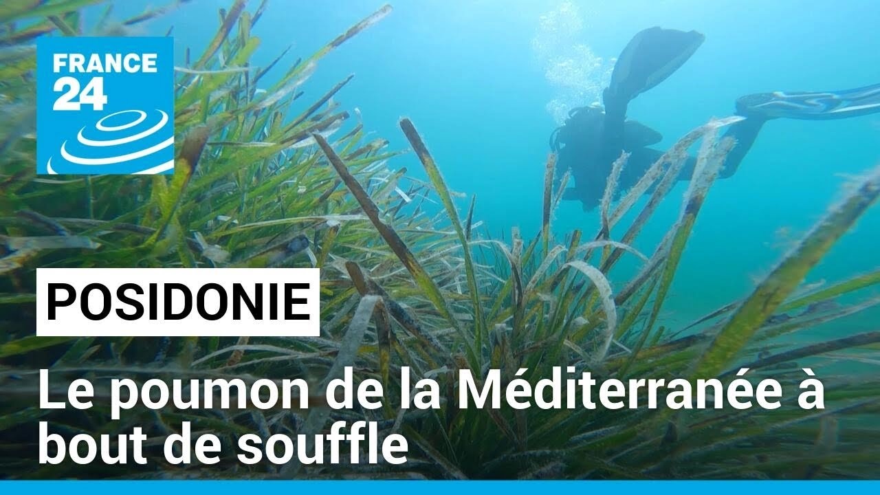 Posidonie : le poumon de la Méditerranée à bout de souffle • FRANCE 24