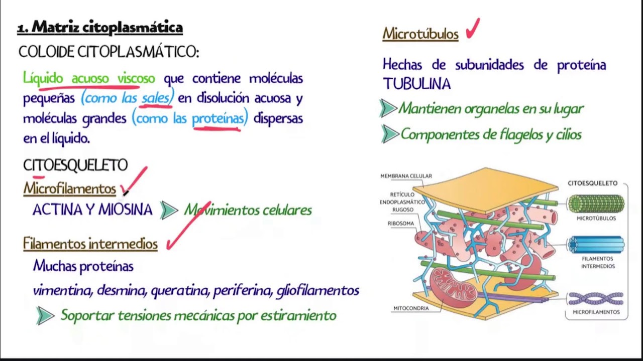 CITOLOGÍA PARTE 2