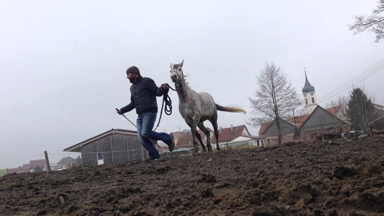Second groundwork with an Arabian Mare - 22.03.2015
