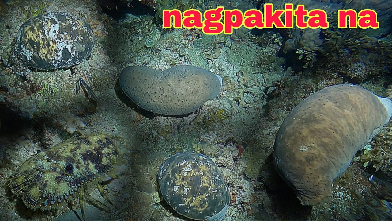 ep564 dive2 balatan kupapa nagpakita na night spearfishing Philippines 