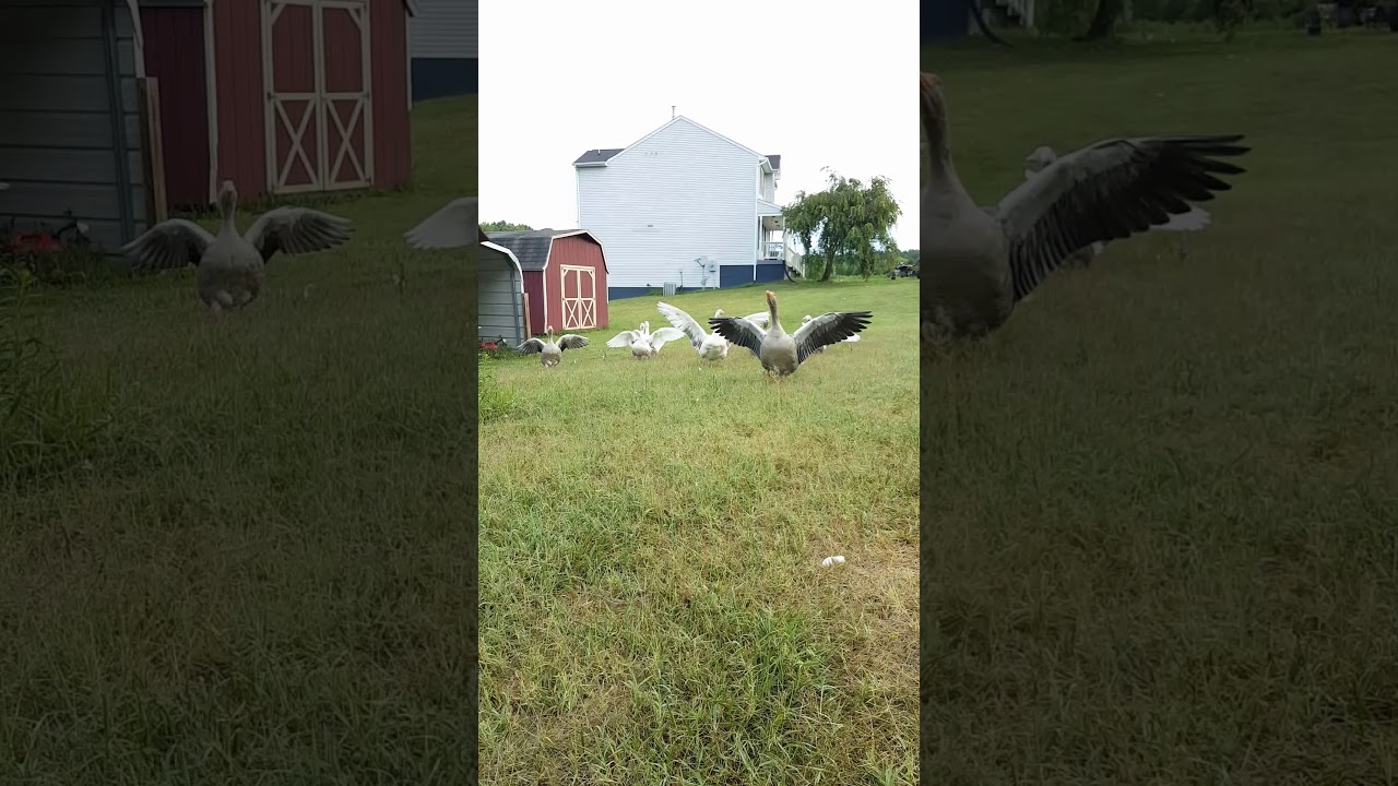 Geese Give Good Morning Hugs!