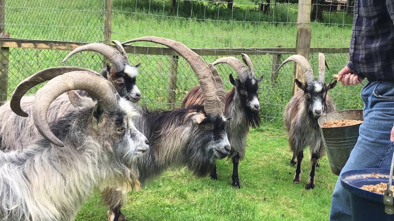 Old Irish Goat Conservation Project, Mulranny, Co. Mayo, Ireland