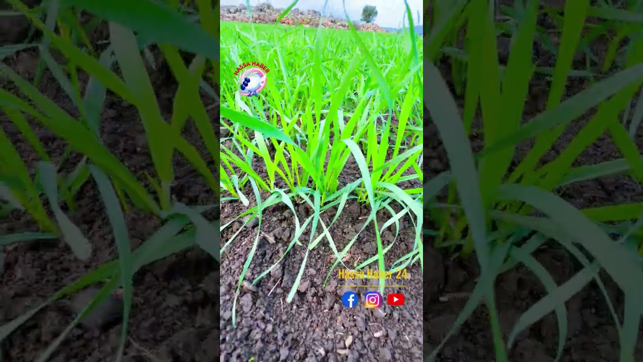 Hatay Hassa  Gizlenen Doğa Cenneti – Mutlaka İzleyin!