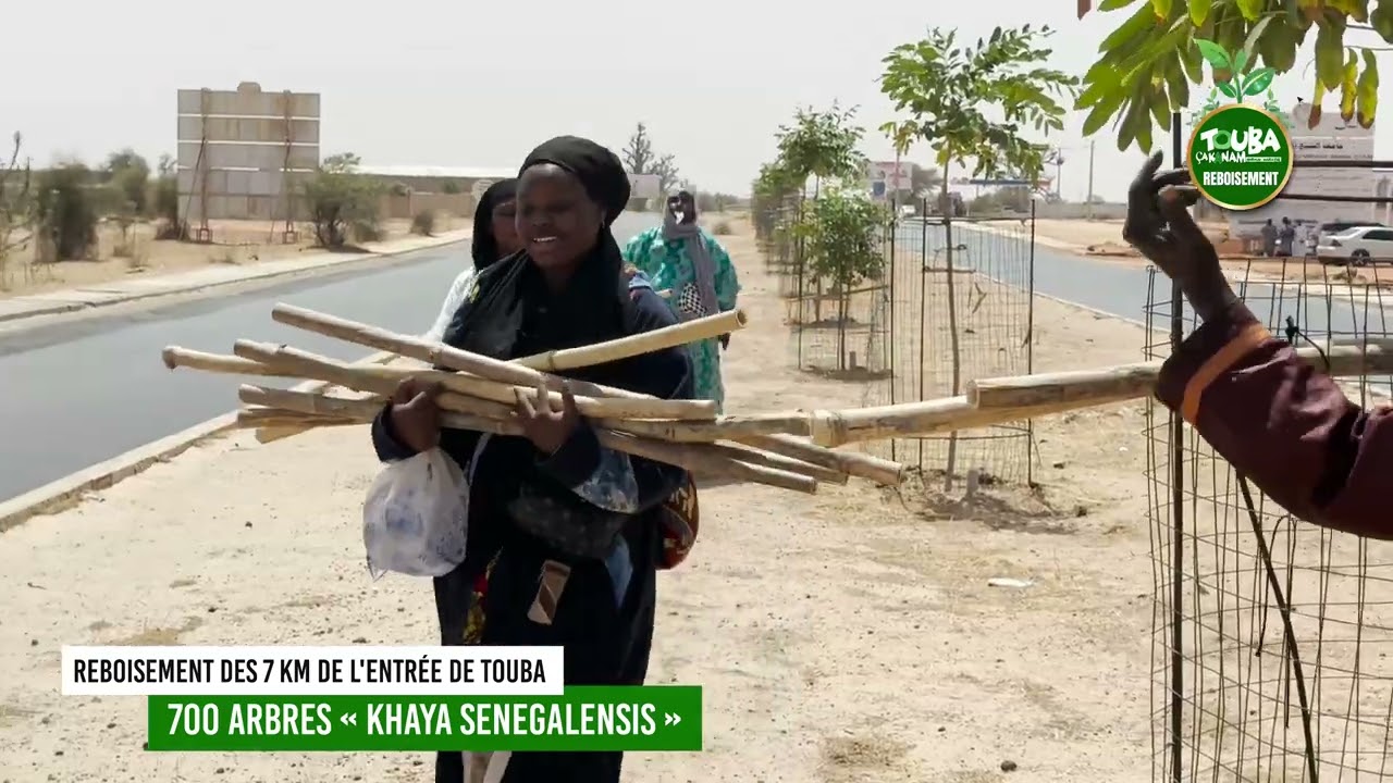 état des lieux du reboisement des 7 km de l'entrée de Touba, par la commission environnement deTCK