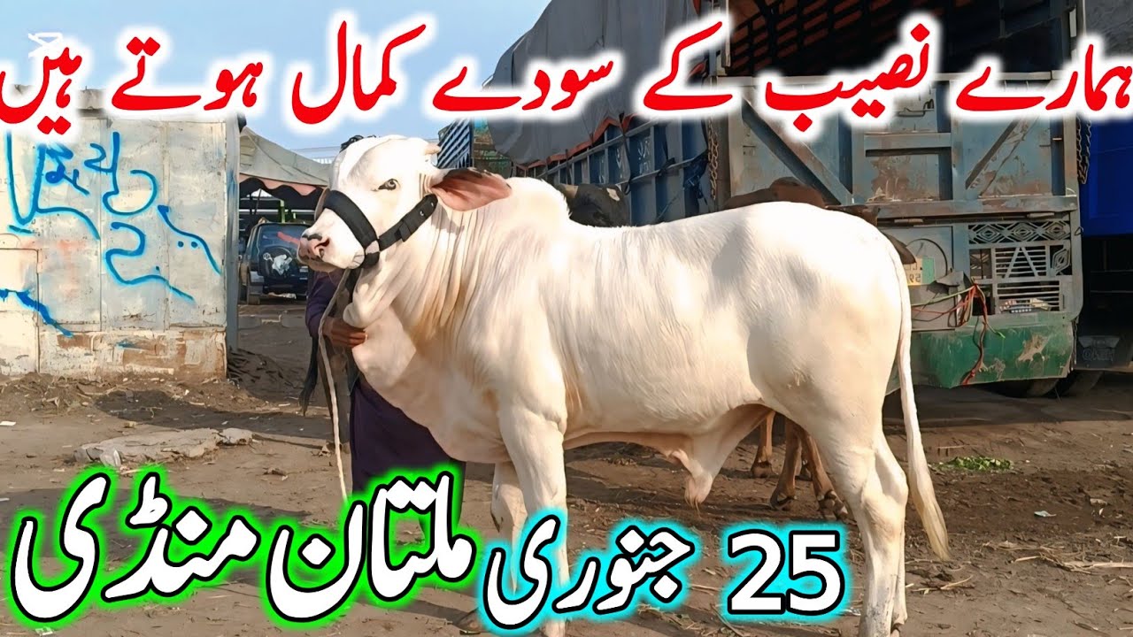 Today Multan Cow Mandi Fresh Latest Update | Cholistani Ablak Sahiwal Bachre & Cows | Cow Mandi 2025
