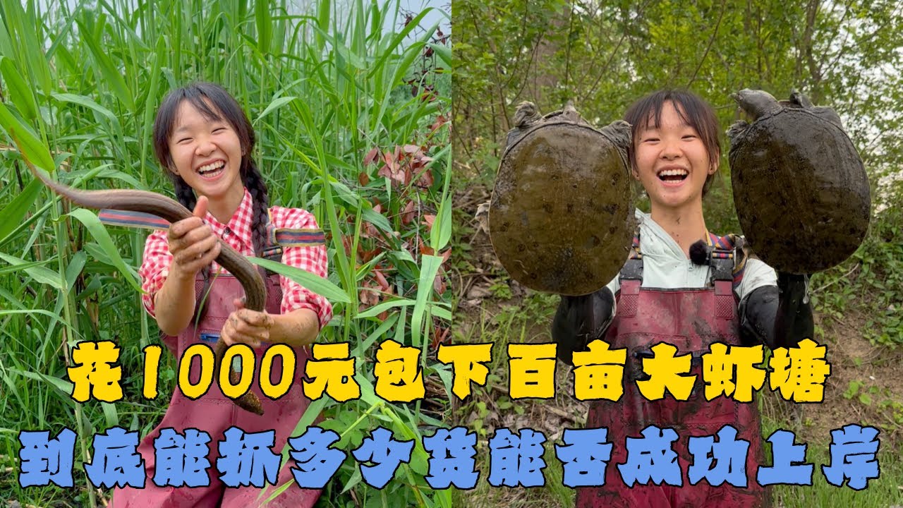 幺妹花1000元包下百亩大虾塘，到底能抓多少货能否成功上岸？#户外抓鱼 #户外捕鱼 #幺妹vlog #乡村生活 #农村生活