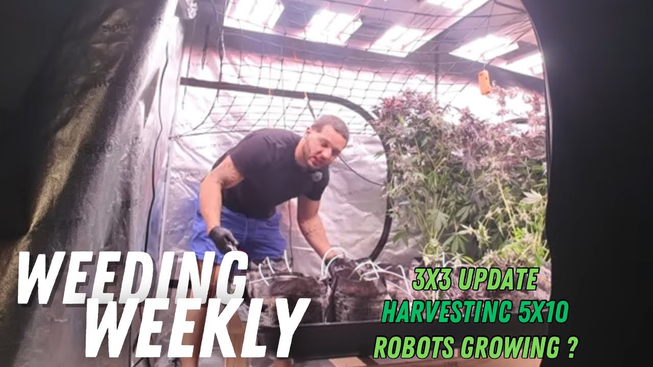 Weeding Weekly  ep 10 - Harvesting 5x10 Tent, AI for growing weed?
