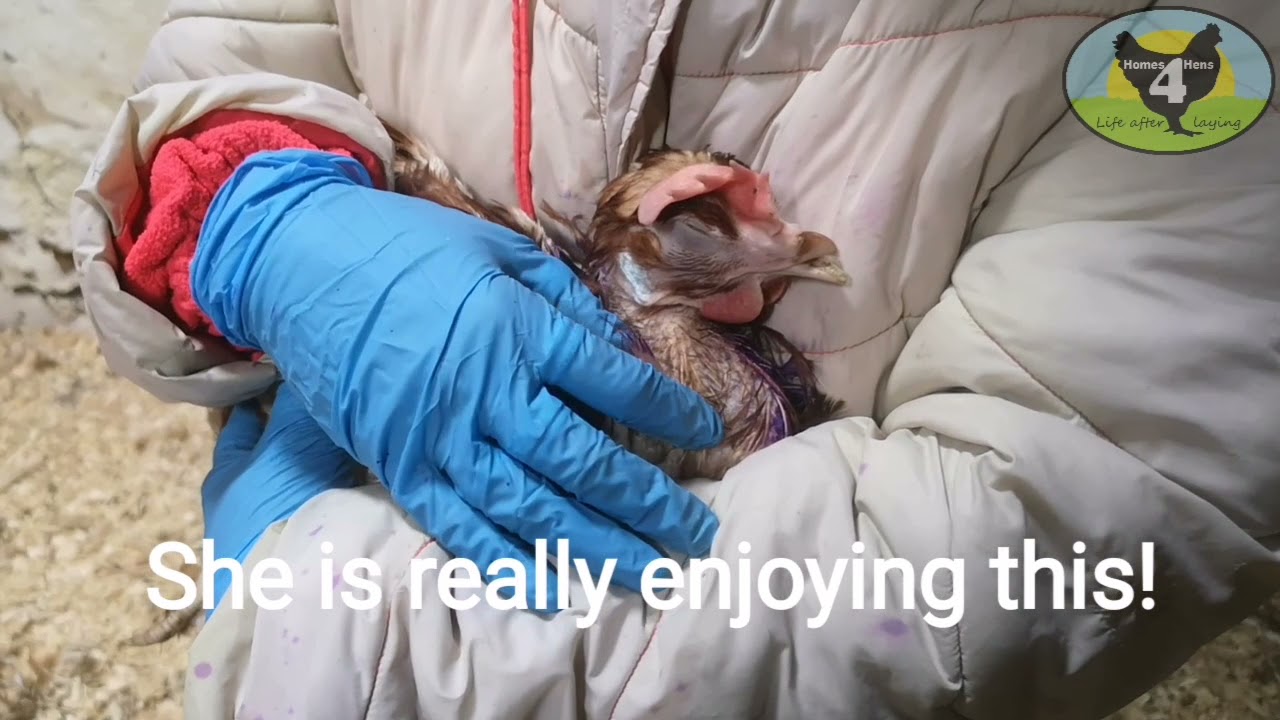 Rescue Day! 300 ex-battery hens free
