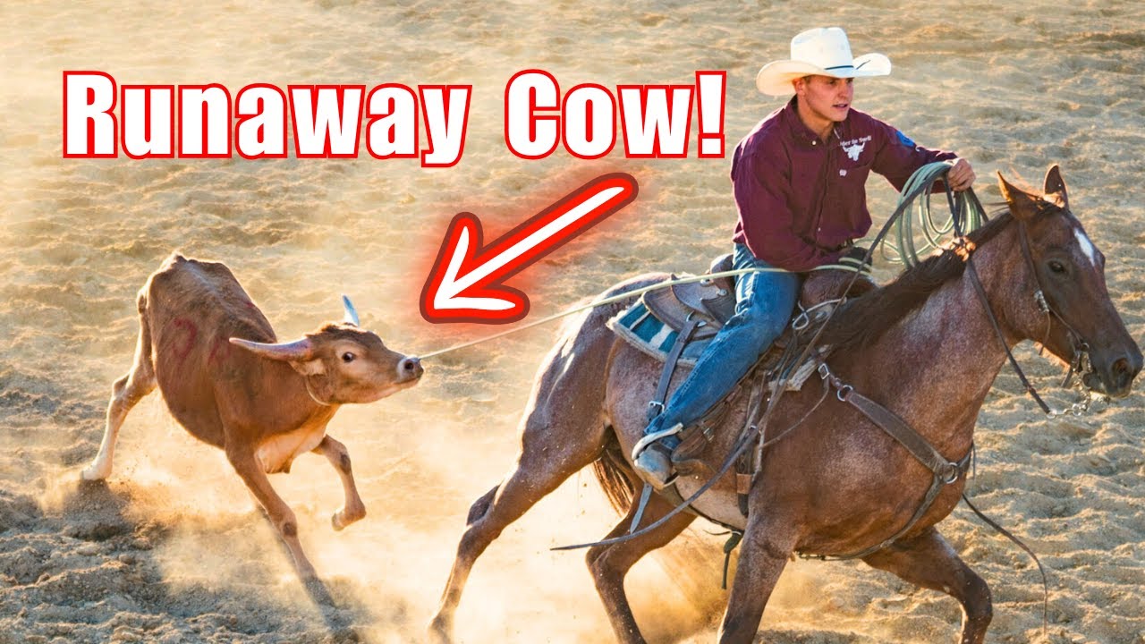 Roping Runaway Cows! They Jumped the Fence