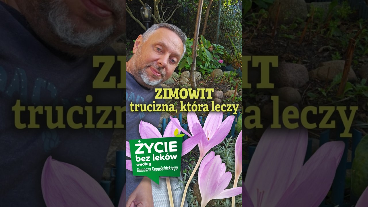 Zimowit jesienny &ndash; piękny i śmiertelnie trujący, a jednocześnie wykorzystywany jako lek. #zdrowie