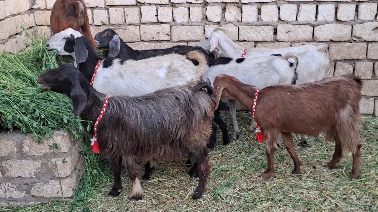 ١١ حته ماعز عشر والده توائم وجدى طلوقه ببلاش ٣١٥٠٠ لاتفوتك ت٠١١١١٢١١٦٥٧ #عروض #بيع #الأغنام 