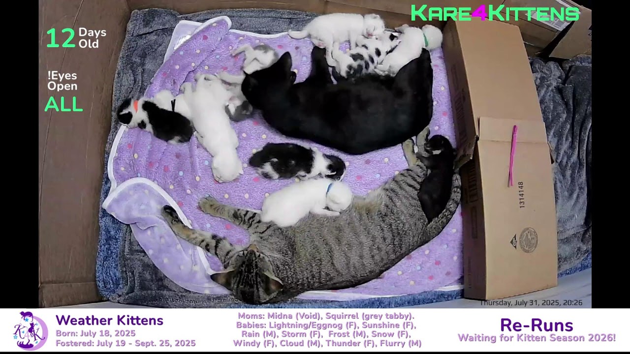 Just Kitten Around ReRuns- Relax while watching foster kittens sleep, play and grow up!