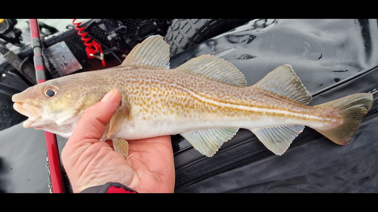 SIB Fishing UK, Beadnell Bay with an engine fail. Cod caught on Mackerel strips, No joy with lures!!