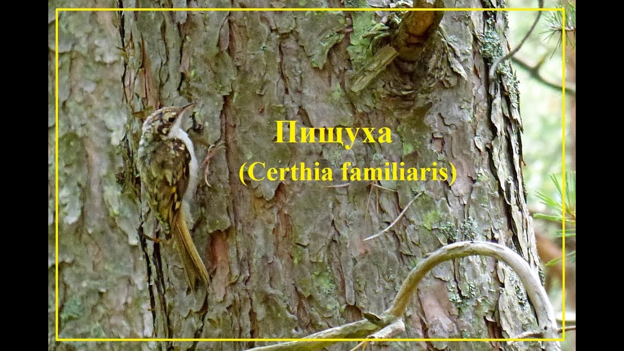 Пищуха (Certhia familiaris)