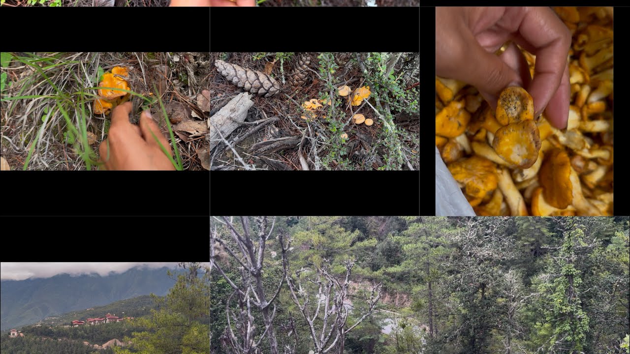 Back in the forest for round three of mushroom foraging—because the forest keeps calling 🍄