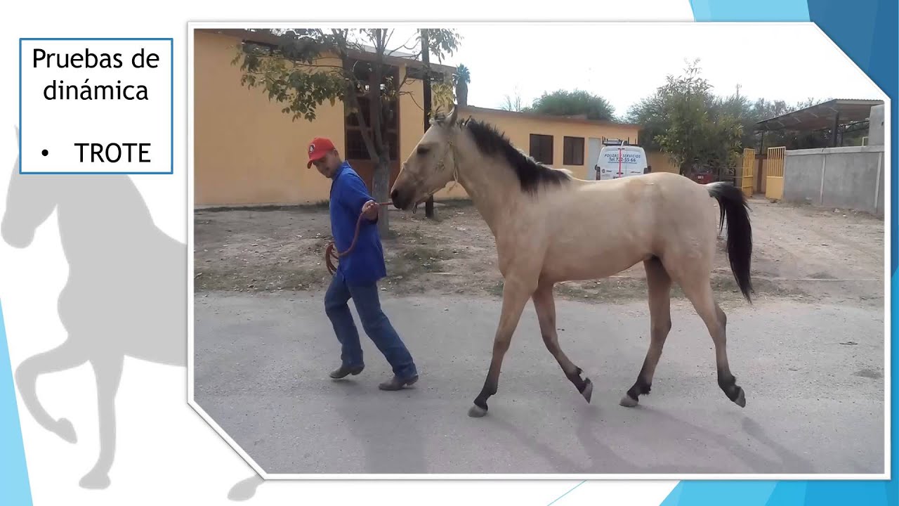 CASO CLINICO COMPRA  VENTA EMILIANO M V Z Edmundo Guzman Ramos CLINICA DE EQUINOS UAAAN MX
