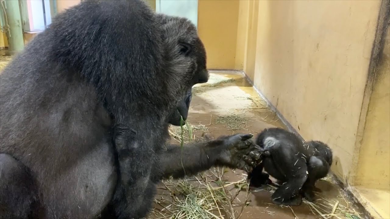 どっちが強い？ゴリラ夫婦の絶妙な力関係⭐️ gorilla【京都市動物園】Which is stronger? Power relations of gorilla couples in Kyoto.