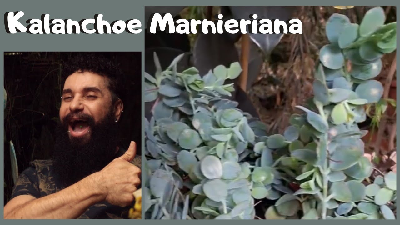 Replantio da Bela e mui Reprodutora KALANCHOE MARNIERIANA. Essa encherá o seu jardim, tenha certeza!