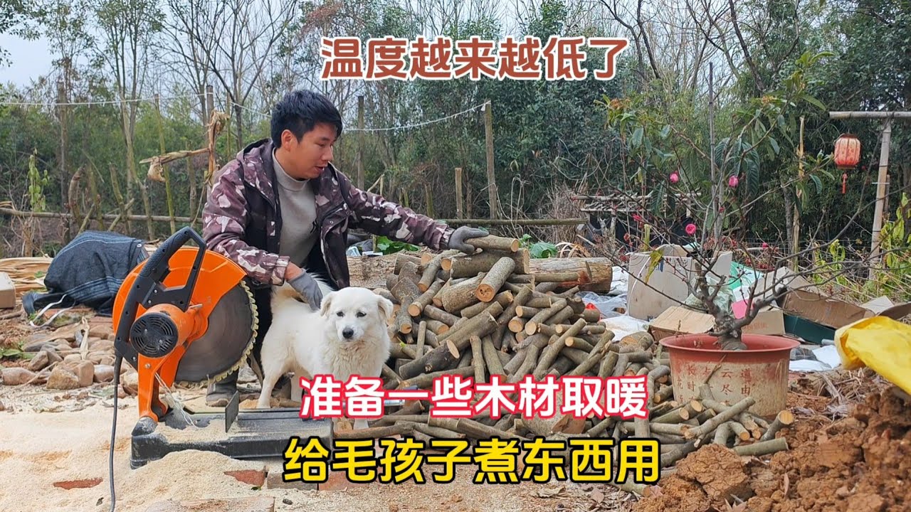 （376）天气越来越冷了，提前给毛孩子囤了两袋狗粮，山上准备了一些木材过冬